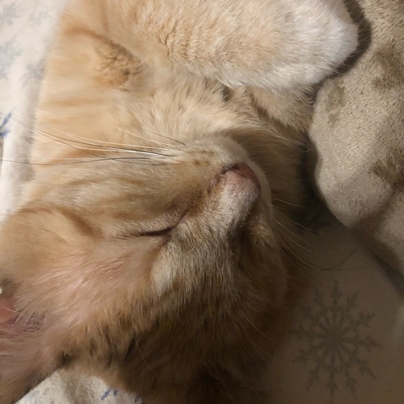 Meet your Posher, Mimi - Picture 3 of 8